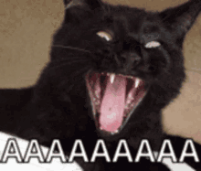 Yell Cat GIF - Yell Cat GIFs