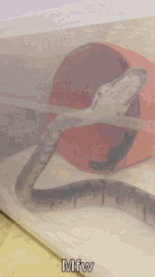 Snake Slither GIF - Snake Slither Tired GIFs