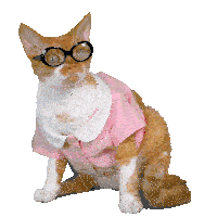 a cat wearing glasses and a pink shirt