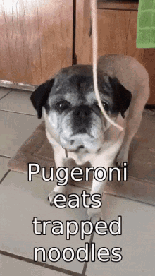Pugeroni Eats GIF - Pugeroni Pug Eats GIFs