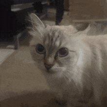 a close up of a cat looking at the camera with a blurry background