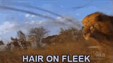 Hair On Fleek GIF - Nat Geo Nat Geo Gi Fs Mane GIFs