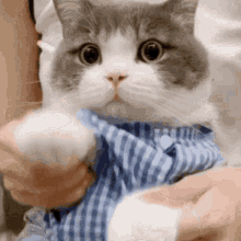 Zjsj Zjsj3 GIF - Zjsj Zjsj3 Cute Cat GIFs