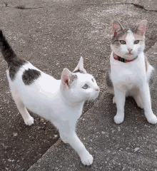 Cat Kitten GIF - Cat Kitten Play GIFs