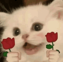 Roses Cat GIF - Roses Cat GIFs