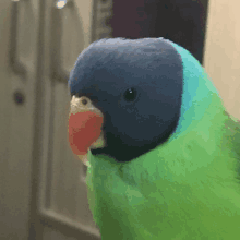 Dororthy Parrot GIF