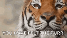 Tiger King GIF - Tiger King GIFs