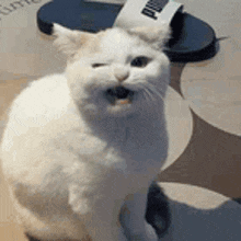 a white cat is sitting on the floor with its mouth open and a pair of puma sandals in the background .