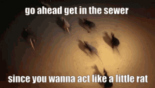 Sewer Rat GIF - Sewer Rat Get In GIFs