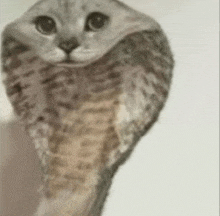 a close up of a cat with a snake shaped head