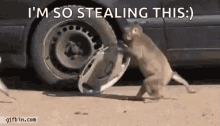 Monkey Car GIF - Monkey Car Steal GIFs