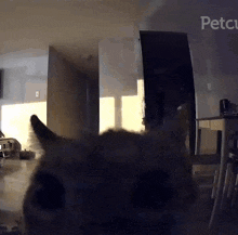 a cat 's head is visible in front of a sign that says pets on it