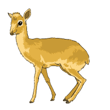 antelope kirks dik dik