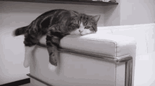 Fatcat Cat GIF - Fatcat Cat Lazy GIFs