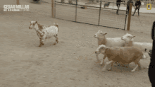 Baby Sheep Cesar Millan GIF - Baby Sheep Cesar Millan Cesar Millan Better Human Better Dog GIFs