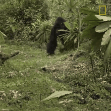 Guarding Mountain Gorillas Survival Dian Fosseys Legacy Lives On GIF