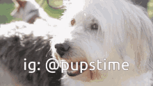 a picture of a dog with the words ig : @pupstime