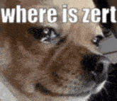 a dog is looking at the camera with the words `` where is zert '' above it .