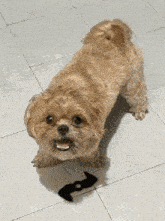 a small brown and white dog is standing on a tiled floor next to a batman costume .