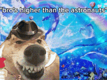 a dog wearing a hat with the words " bro 's higher than the astronauts " written above it