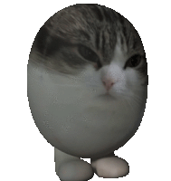 Egg Cat Bounce Sticker - Egg Cat Bounce 3d Stickers