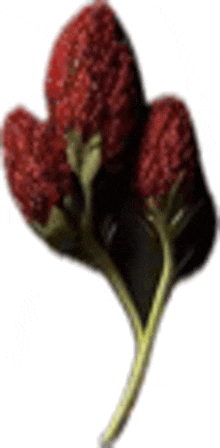 Red Flowers GIF