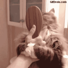 Funny Cat Who Loves To Be Brushed GIF - Cat Cats Funny GIFs