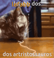 lefabb artristossauros cat gato comendo