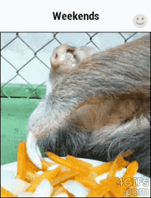 Accurate. GIF - Sloth Tired Weekends GIFs