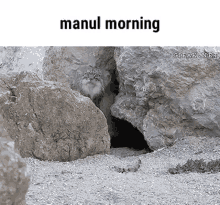 Manul Pallas Cat GIF - Manul Pallas Cat Morning GIFs