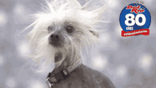 Dog Wind GIF - Dog Wind Windy GIFs