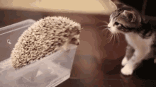 Cat Hedgehog GIF - Cat Hedgehog Friends GIFs