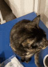 a cat is sitting on a blue table next to a bag that says miami