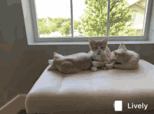 Kitten Yawn GIF - Kitten Yawn GIFs