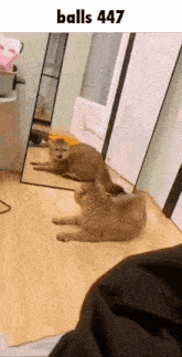 two cats are playing with each other in front of a mirror in a room .