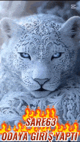 a picture of a white leopard with blue eyes and the words sare63 odaya giriş yapti