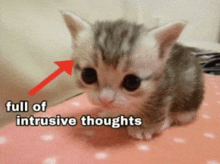 a kitten with a red arrow pointing to it 's head and the words full of intrusive thoughts below it