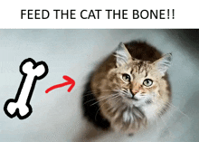 a picture of a cat next to a bone with the words feed the cat the bone