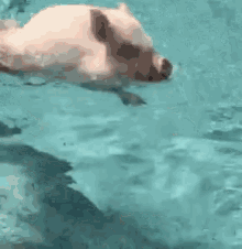 Pig Swimming GIF