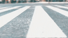 пешеходный переход зебра GIF - пешеходный переход зебра ноги GIFs