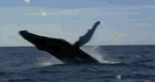 Breaching GIF - Matingrituals Saltylove Humpbackwhale GIFs