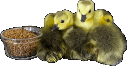 three ducklings are eating from a clear bowl of food