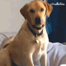When You Realize Tomorrow Is Monday Serious GIF - When You Realize Tomorrow Is Monday Serious Dog GIFs