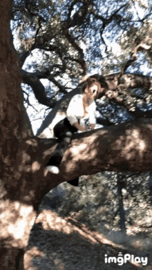 Tree Monkey GIF - Tree Monkey GIFs
