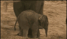 Be Gone. GIF - Elephant Push Baby GIFs