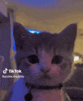 Pickle Cat GIF - Pickle Cat GIFs