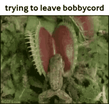 Escapebobbycord Frog GIF - Escapebobbycord Bobby Cord GIFs