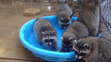 fluffy raccoon pool party cute