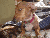 a brown dog wearing a pink collar with a tag that says jenny