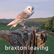 Braxton Owl GIF - Braxton Owl Leaving GIFs